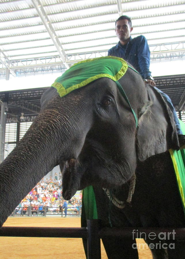 Elephant Show 7 Photograph by Randall Weidner