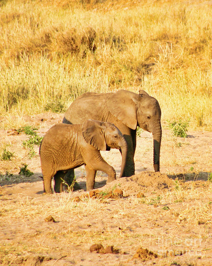 Elephant Siblings Photograph by Bruce Block