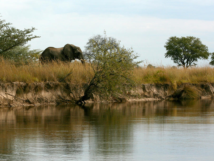 Elephant Sighting Photograph by Karen Zuk Rosenblatt