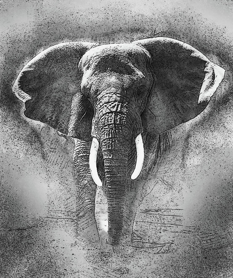 Black And White Painting - Elephant Sketch B/W by Jack Zulli
