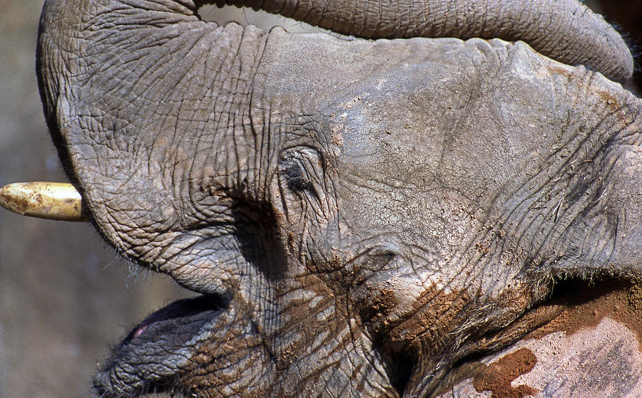 Elephant Photograph - Elephant Smile by Skip Willits