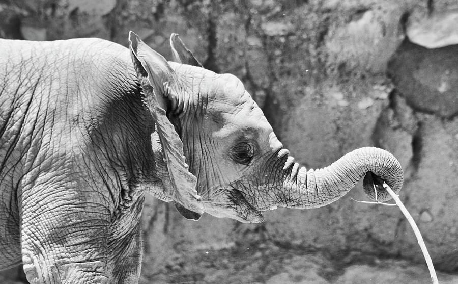 Elephant smiles Photograph by Ruth Jolly