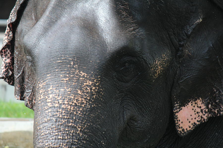 Elephant, Sri Lanka Photograph by Jennifer Mazzucco