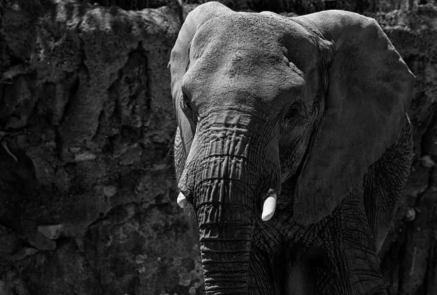Elephant stare  Photograph by Ruth Jolly