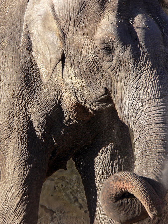Elephant Photograph by Steven Sparks