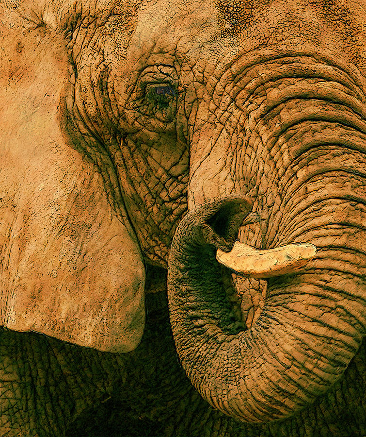 Elephant Study In Texture Painting by Jack Zulli