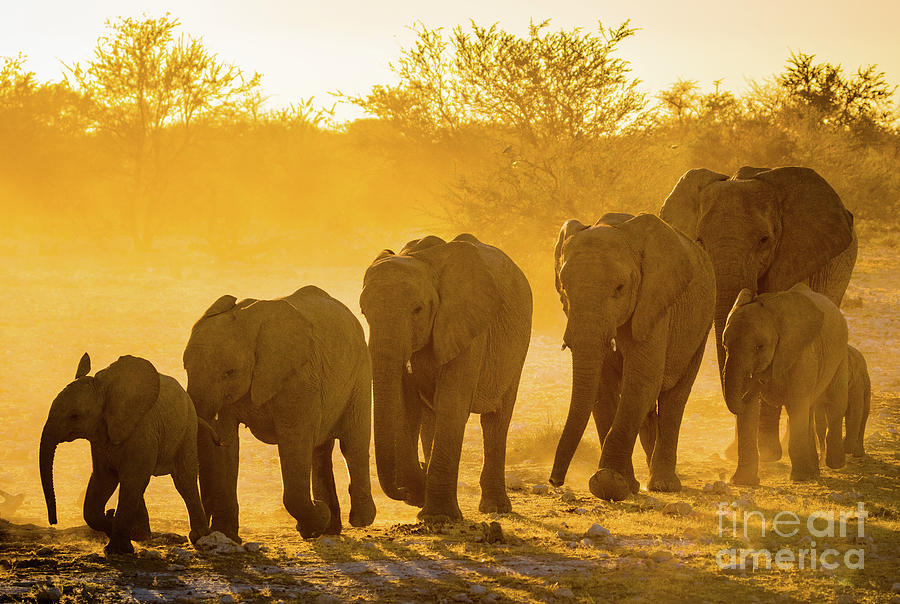 Elephant Sunset Photograph by Inge Johnsson