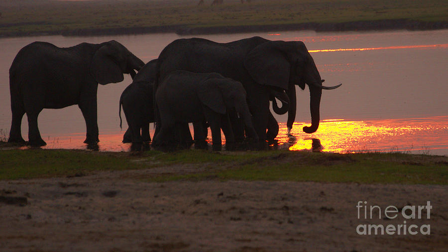 Elephant sunset Photograph by Mareko Marciniak