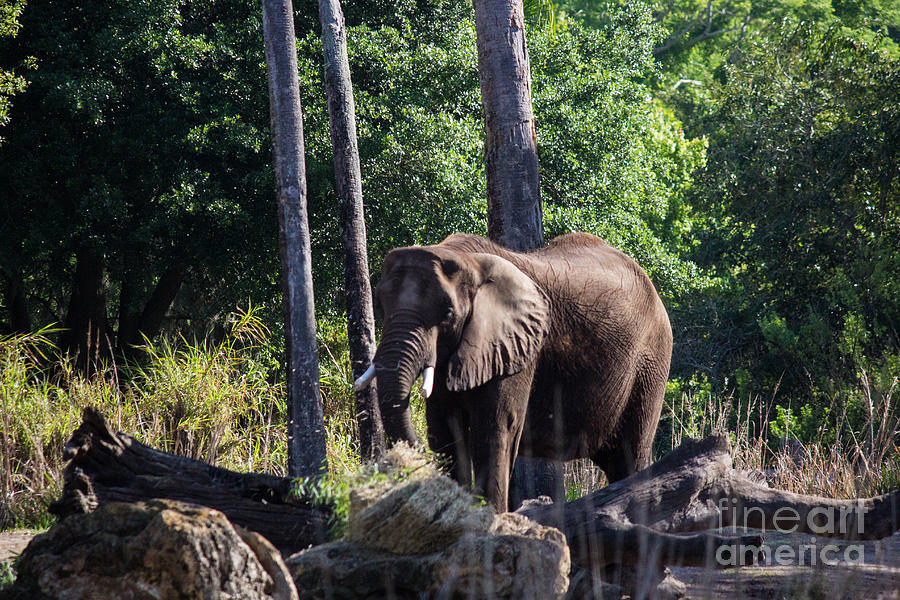 Elephant Photograph by Suzanne Luft