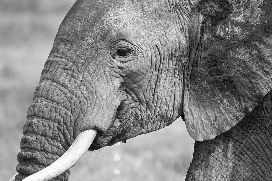 Elephant Tears in Black and White Photograph by Gill Billington