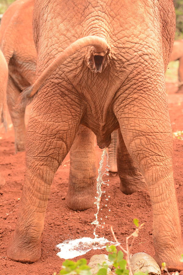Elephant Tinkle Photograph by Sue Jarrett