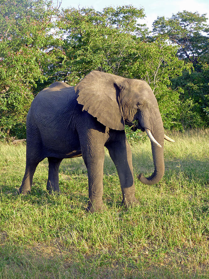 Elephant Photograph by Tony Murtagh