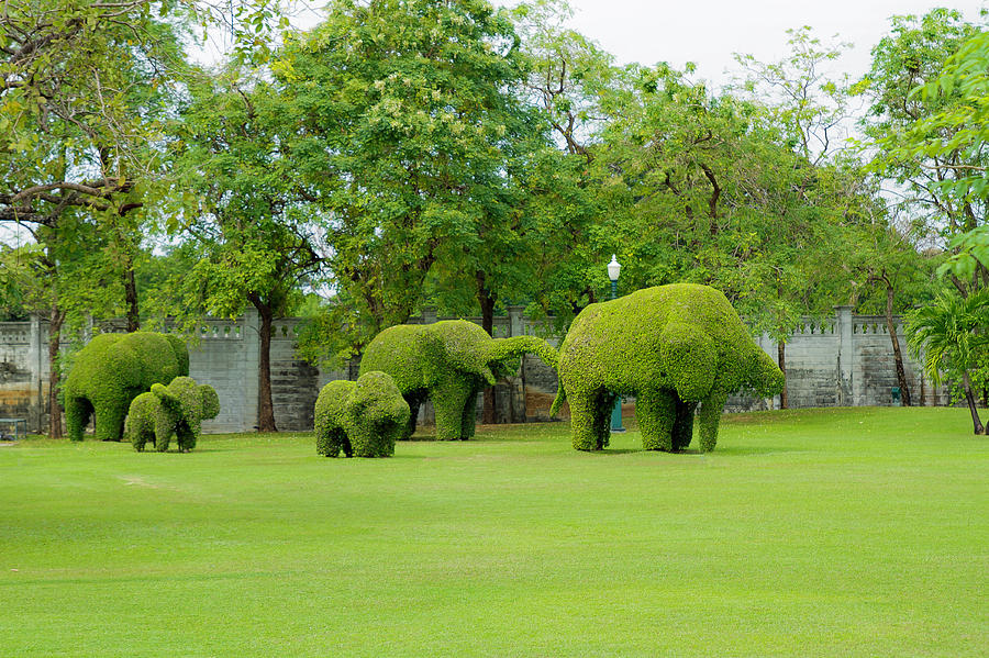 Elephant topiaries Photograph by David Freuthal