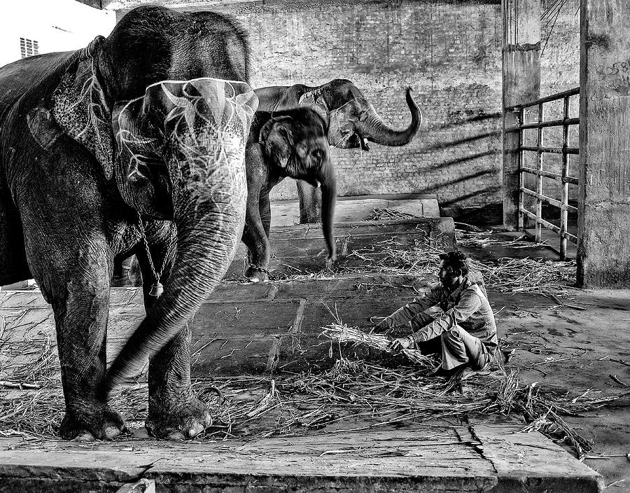 Elephant Training Photograph by M G Whittingham