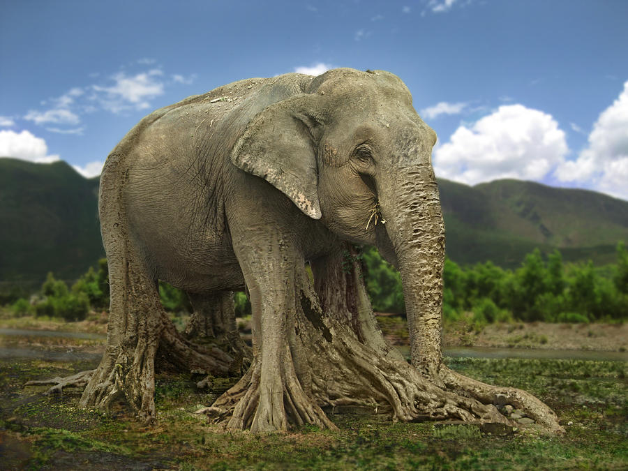 An elephant can climb. Слоновье дерево. Слон дерево. Слоны и дерево. Тайланд слоны.