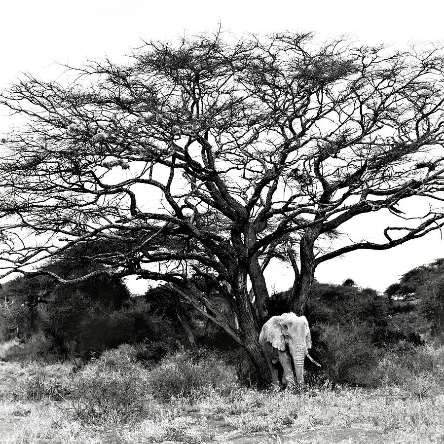 Elephant Tree Photograph by Vicki Jauron - Fine Art America