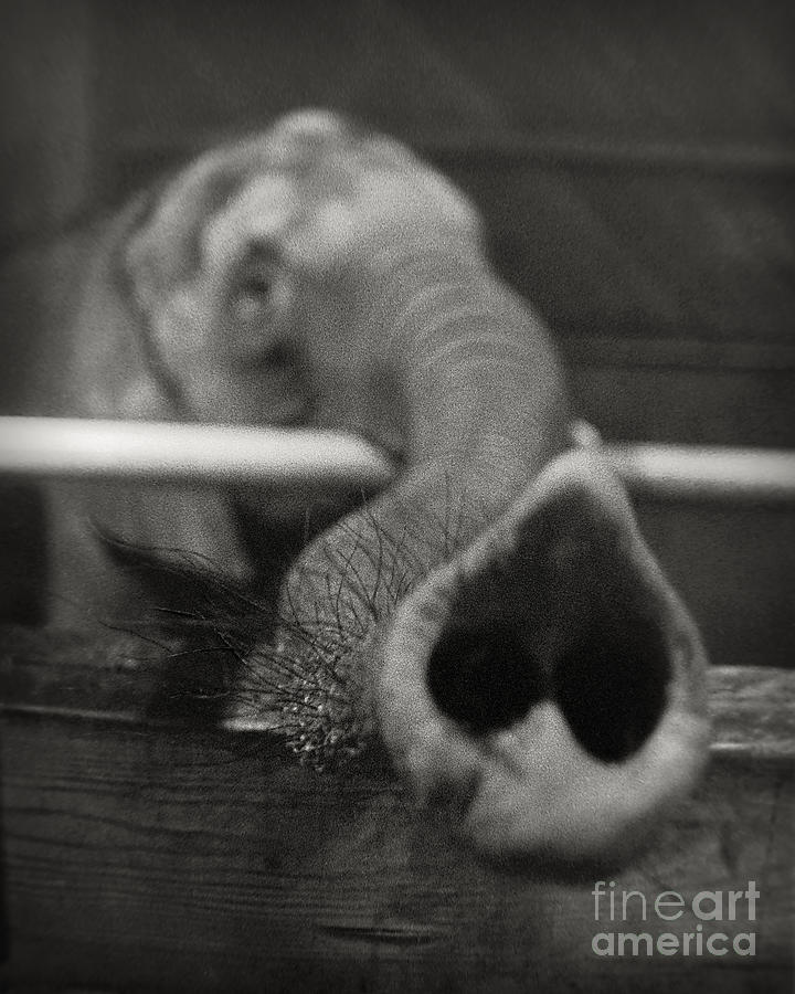 Elephant Trunk Photograph