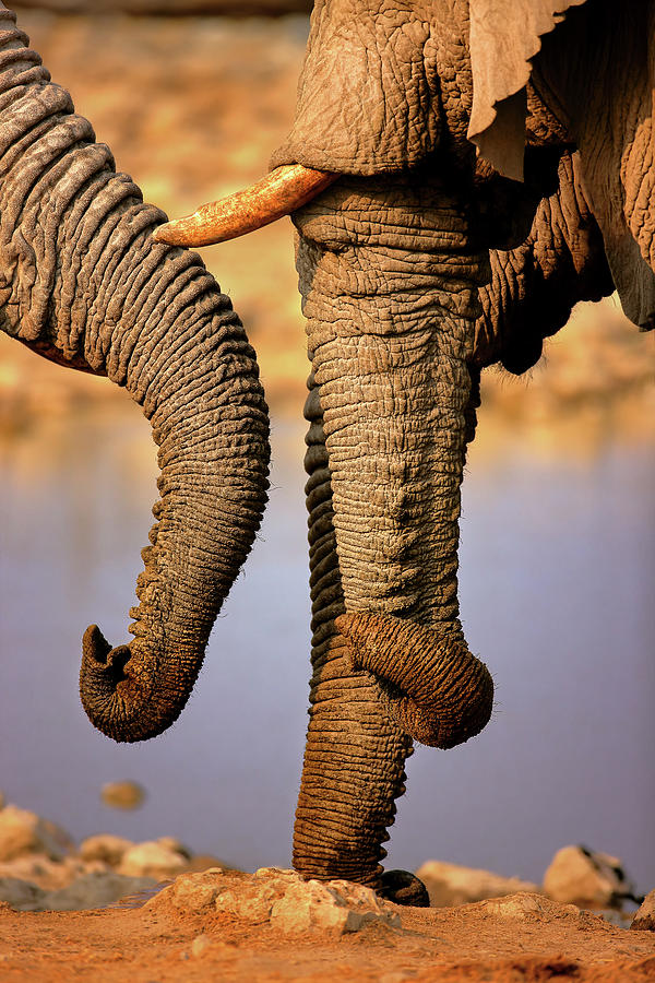 Wildlife Photograph - Elephant trunks interacting close-up by Johan Swanepoel