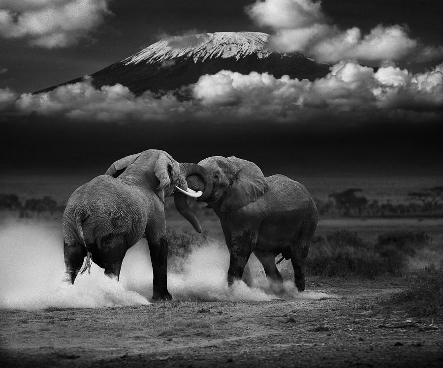Elephant Photograph - Elephant Tussle by Mike Gaudaur