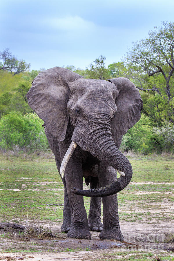 Elephant Twist Photograph by Jennifer Ludlum