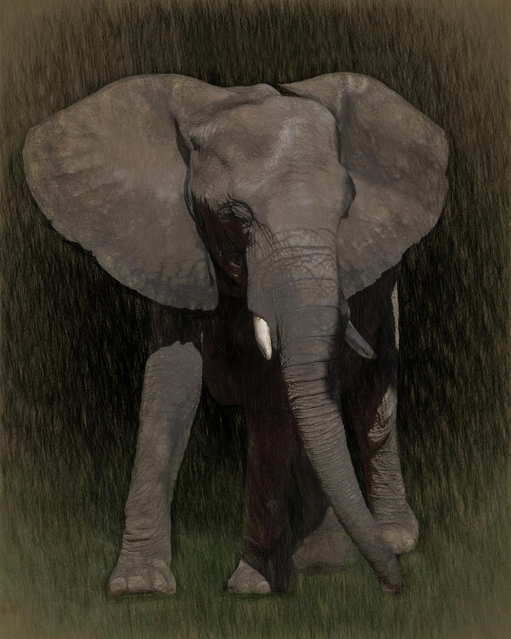 Elephant Walk 2 Digital Art by Ernest Echols