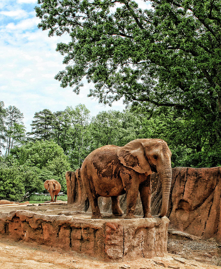 Nature Photograph - Elephant Walk by Cathy Harper
