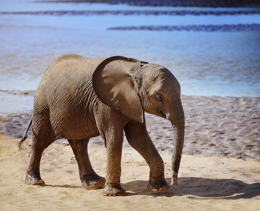 Elephant Walk Photograph By Vicki Jauron Fine Art America   Elephant Walk Vicki Jauron 