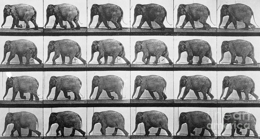 Elephant Walking Photograph by Eadweard Muybridge