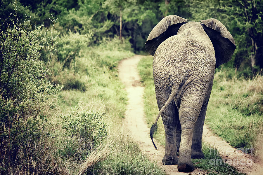 Elephant walking in the wild Photograph by Anna Om
