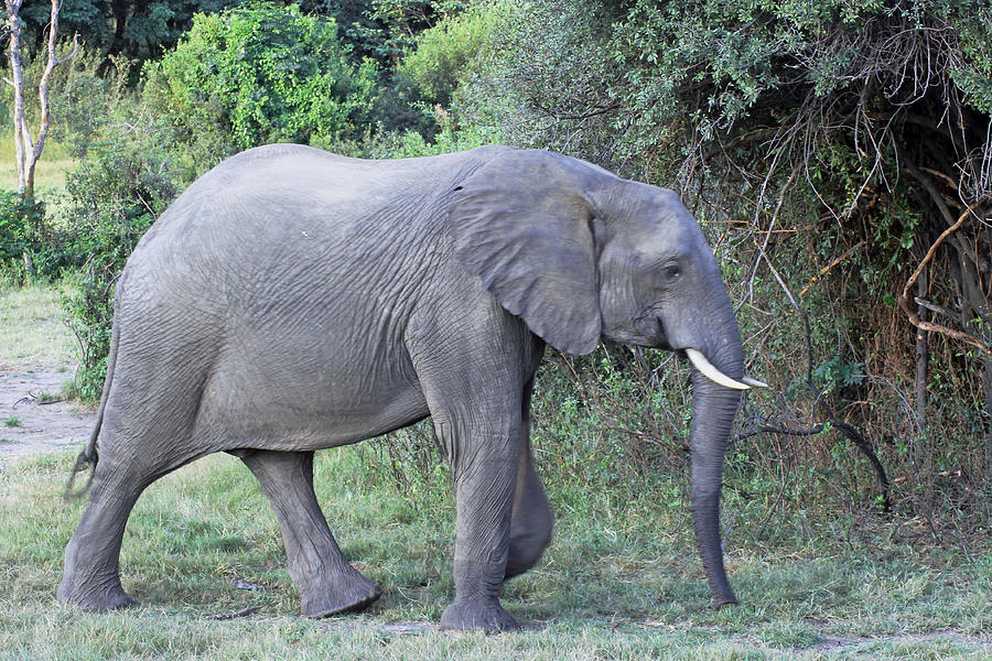 Elephant Walking. 