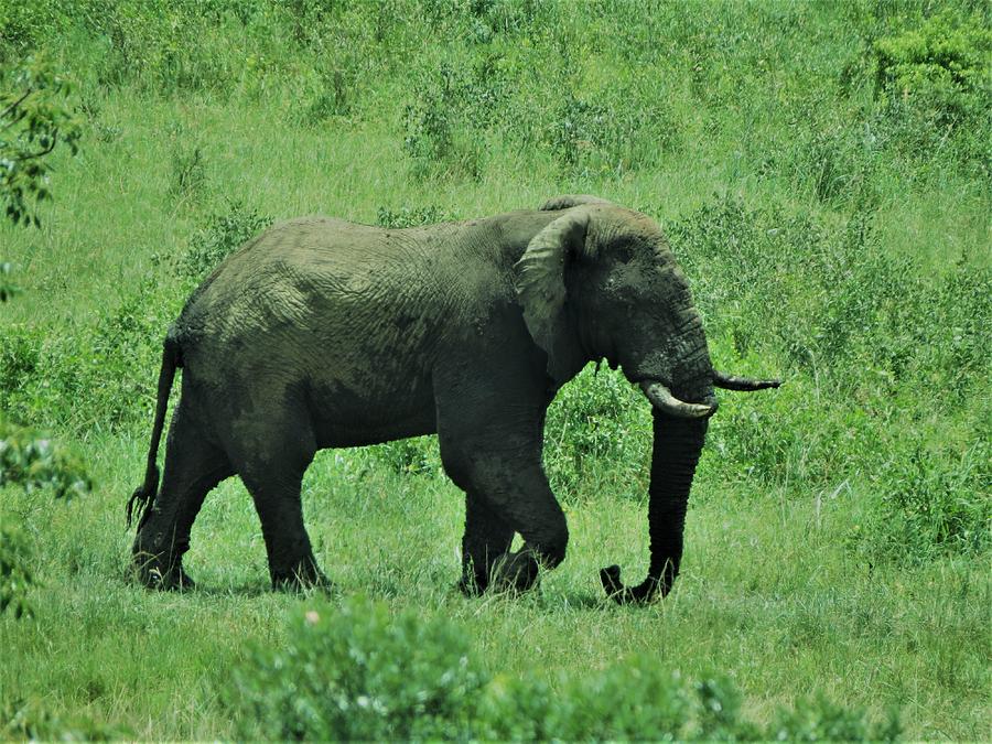 Elephant Walks Photograph by Vijay Sharon Govender