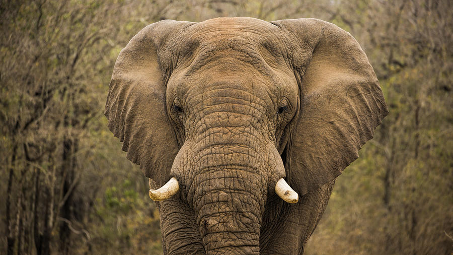 Elephant Watching Photograph by Stephen Stookey