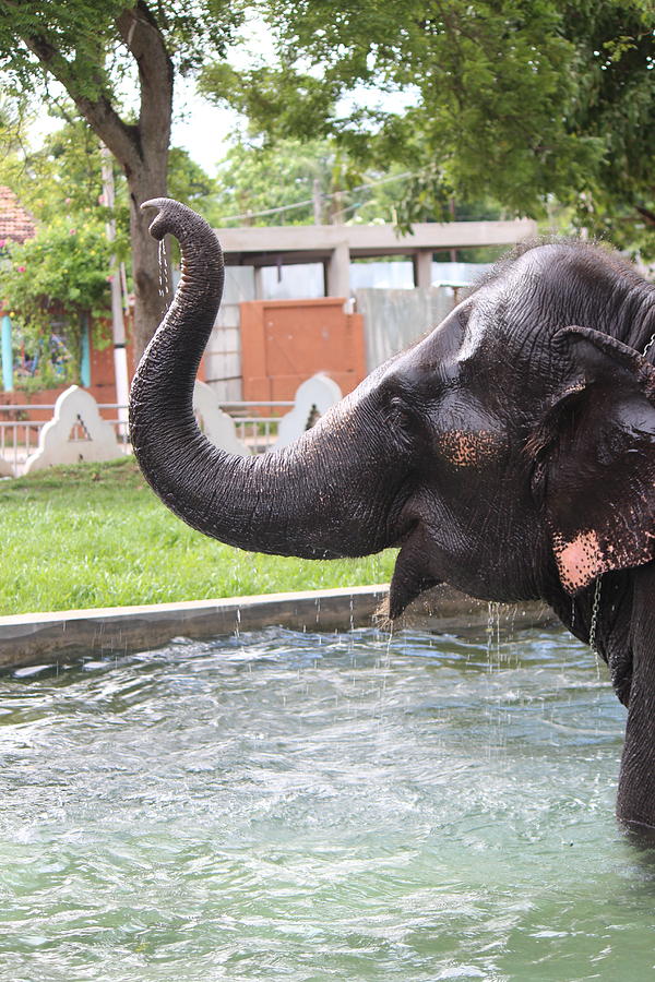 Elephant Water Joy, Sri Lanka Photograph by Jennifer Mazzucco