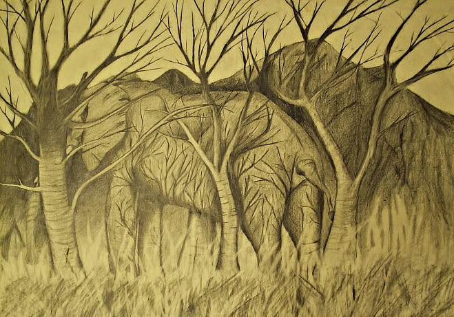 Elephant In Hiding Drawing