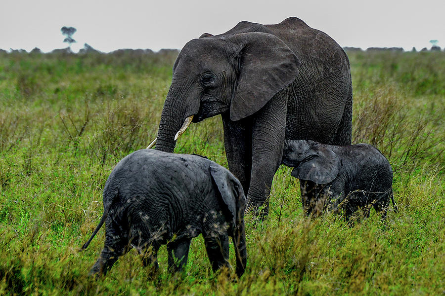 Elephant with Babies Photograph by Marilyn Burton