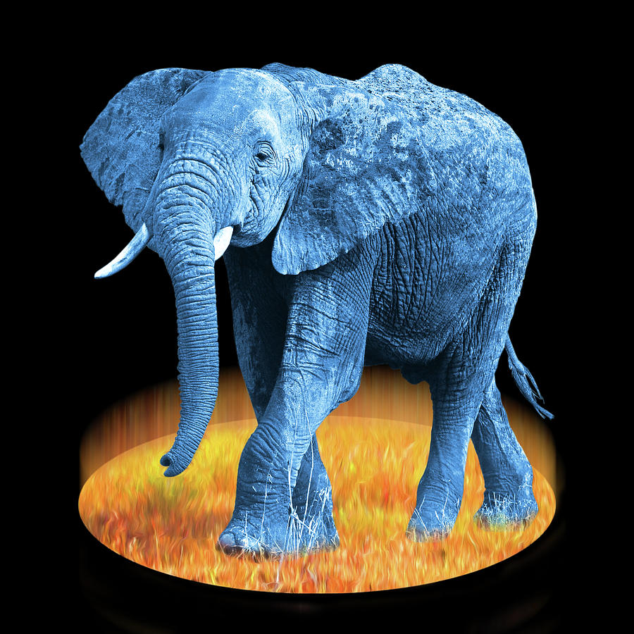 Animal Photograph - Elephant - World On Fire by Gill Billington