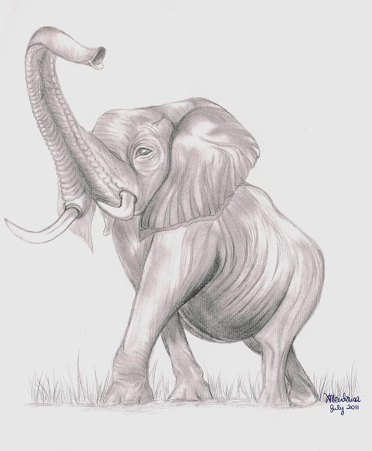 Elephant Drawing - Elephant by Xafira Mendonsa