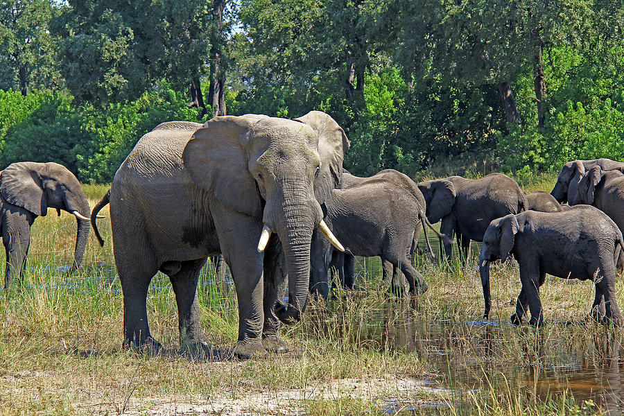 Elephants 3 Photograph by Richard Krebs