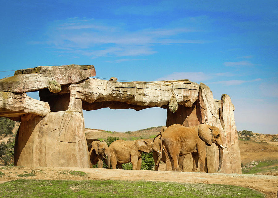 Elephants Photograph by Alison Frank