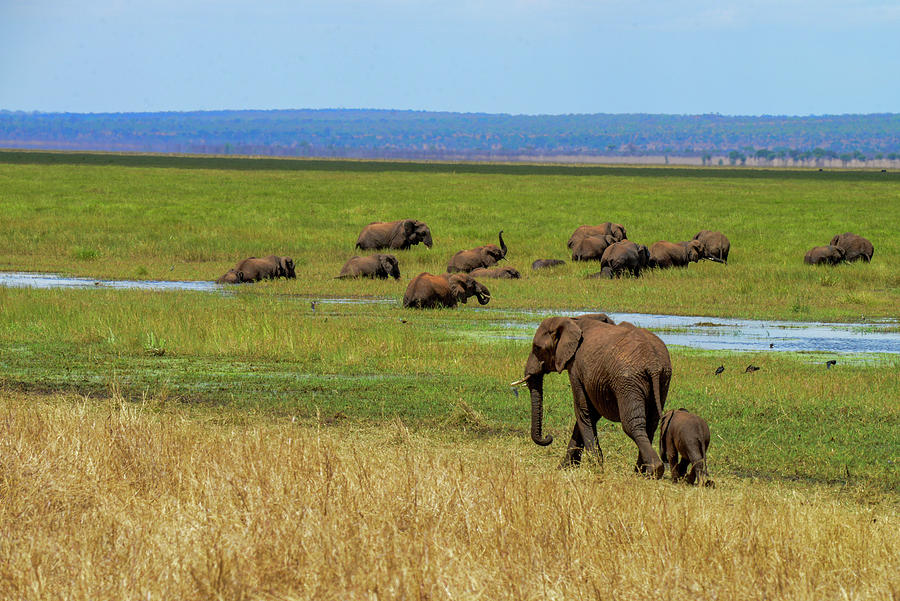 Elephants along the Tarangire River Photograph by Marilyn Burton