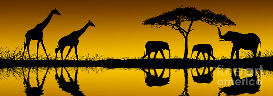 Elephants and Giraffes at Sunrise Photograph by David Davis and Photo Researchers