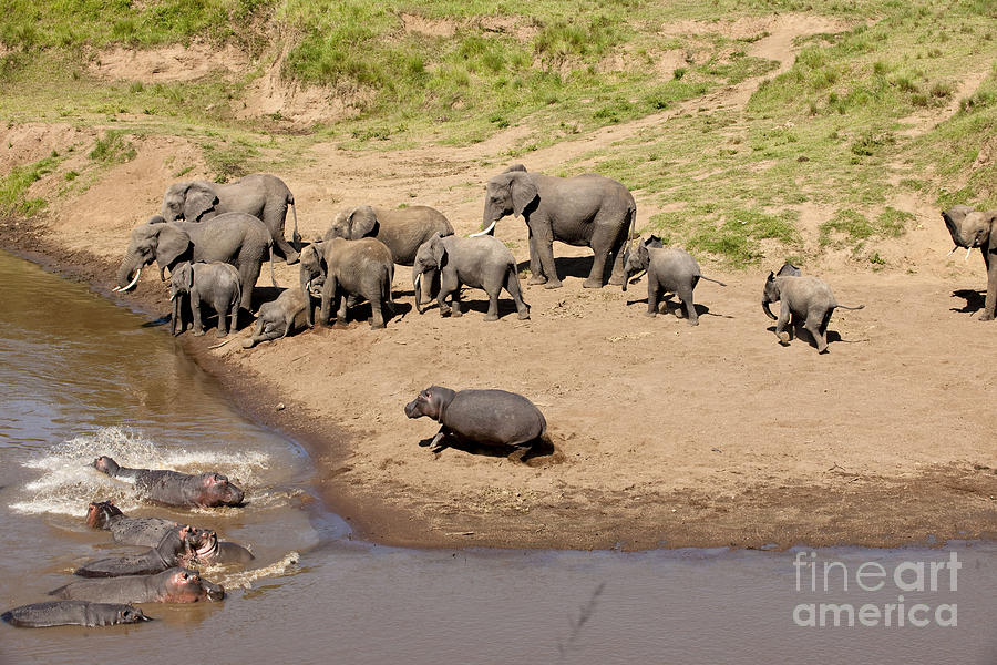 Elephants And Hippos, Kenya Photograph by Monika Bhm