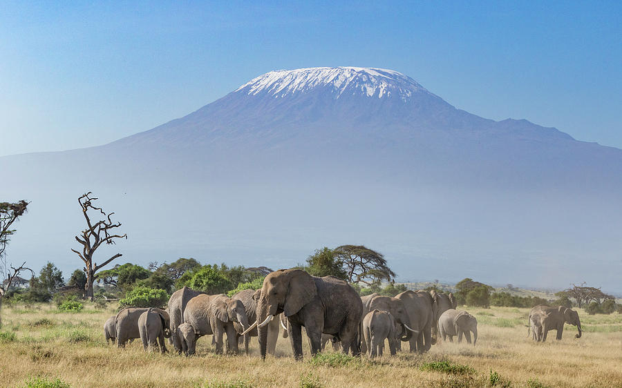 Elephants And Kilimanjaro, Amboseli, Kenya Photograph By Stu Porter