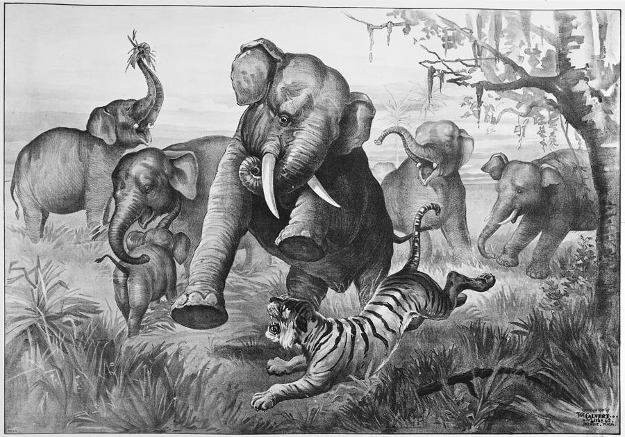 Elephants And Tiger, 1890 Photograph by Granger Elephants And Tiger, 1890 Photograph by Granger
