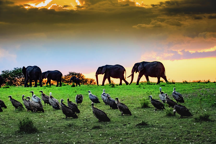 Elephants And Vultures Photograph