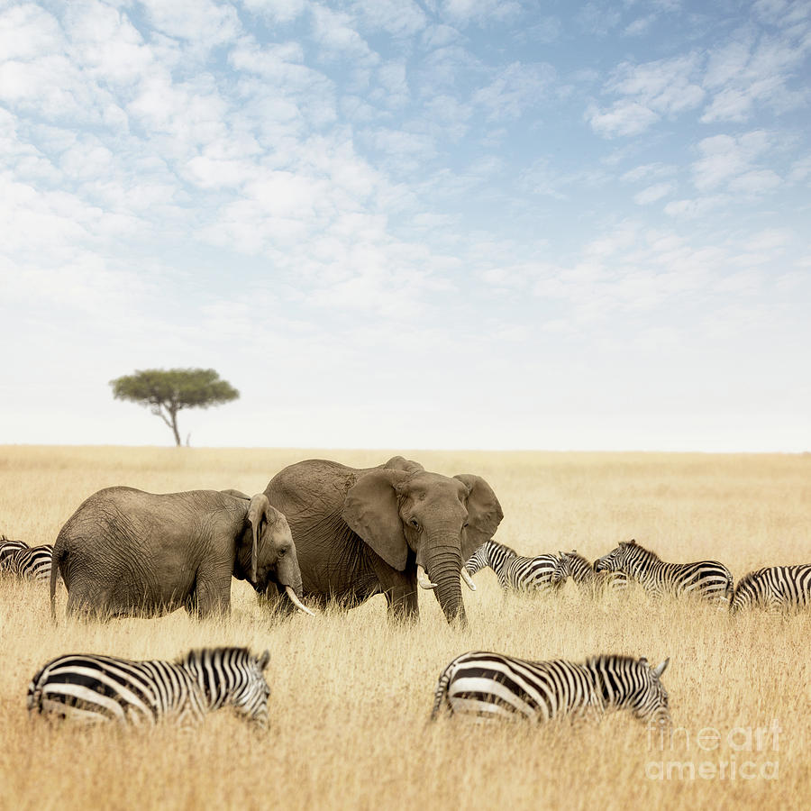 Elephants and zebras in the Masai Mara Photograph by Jane Rix
