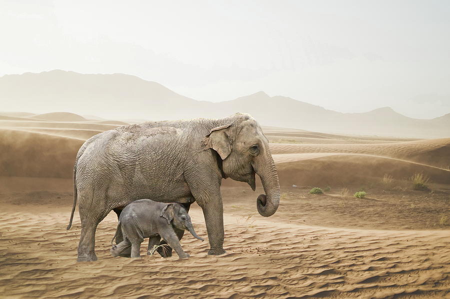 Elephants  Photograph by Andrea Kollo