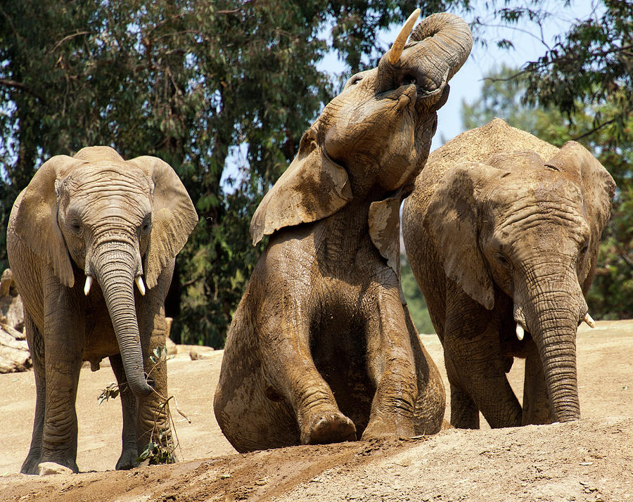 Elephants Photograph by Anthony Jones