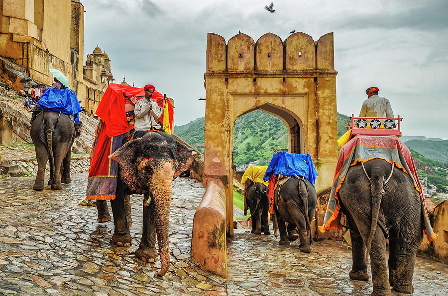 Elephants at Amber Fort - Jaipur - Rajasthan - India Photograph by Tony Crehan