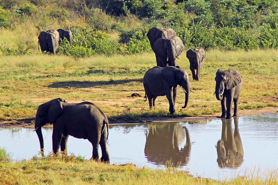 Elephants at Ivory Lodge  Photograph by Tony Murtagh